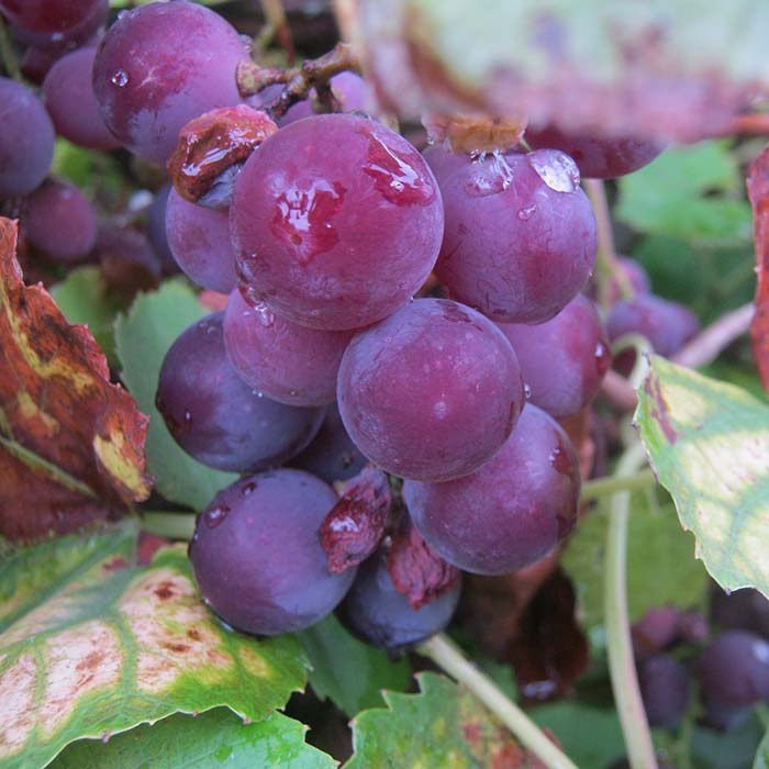 Definición del vino. Tipos