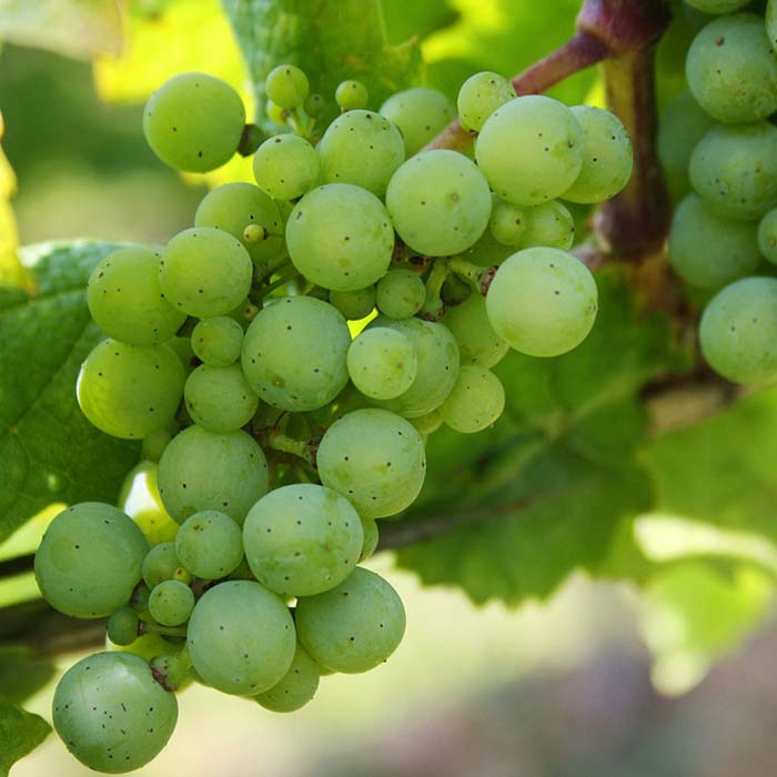 Definición del vino. Tipos