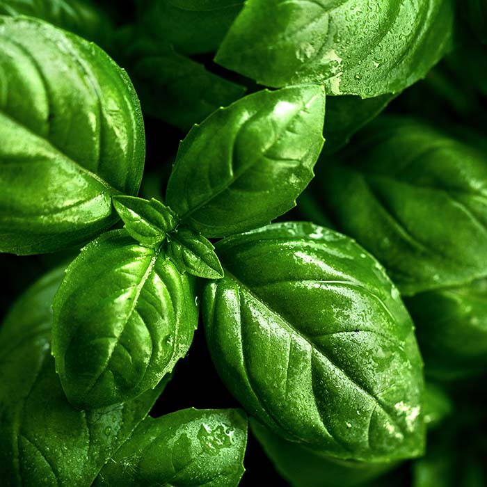 Receta: Spaguetti nero